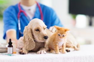 Komisja Europejska przedstawiła wykaz środków przeciwdrobnoustrojowych, których nie można stosować u zwierząt